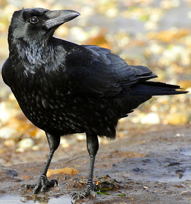 कौवे के बारे में रोचक तथ्य और जानकारी | Crow In Hindi : Facts And Information